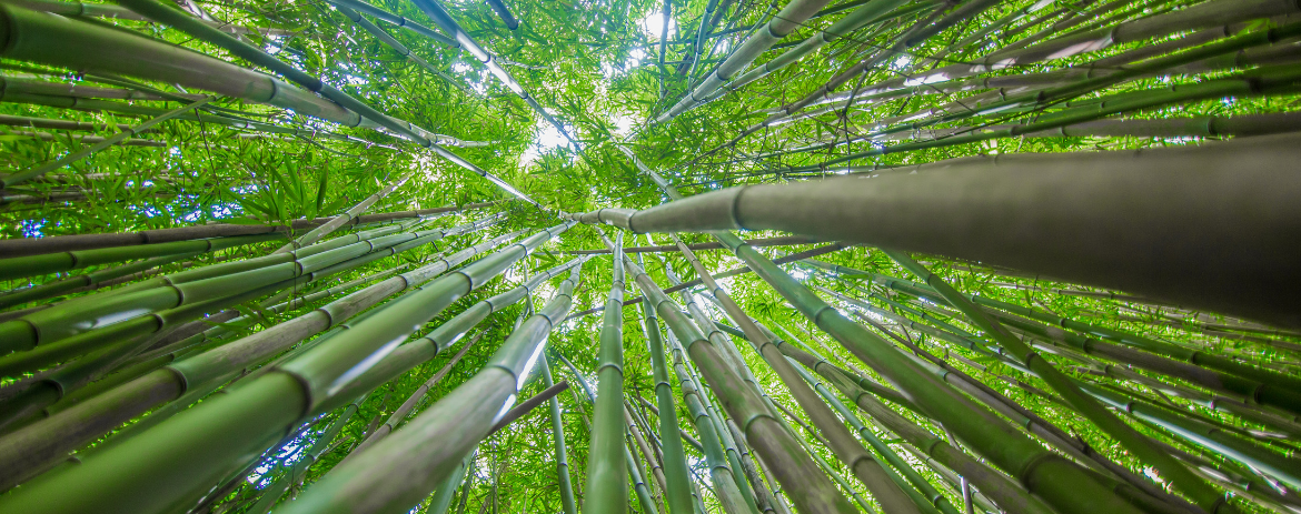 Bamboo plants