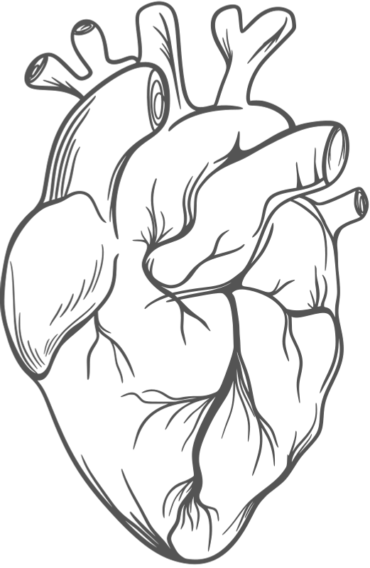 Heart illistration