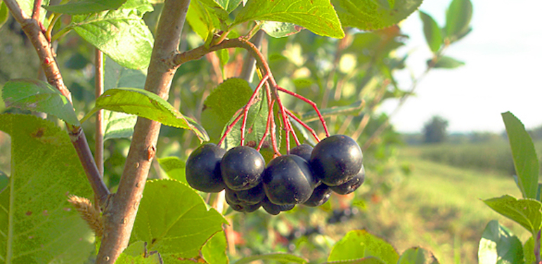 The Waterleaf’s New Superfood: Aronia Berries