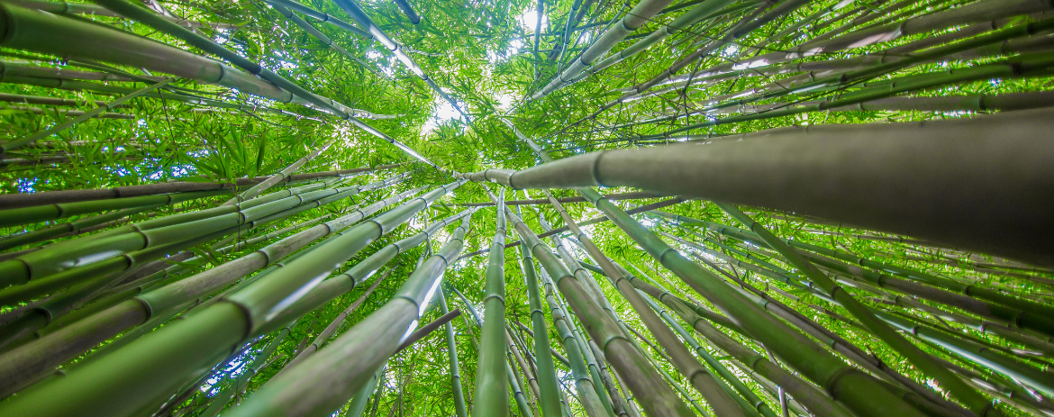 Bamboo plant growing