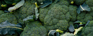 broccoli-vegan-protein