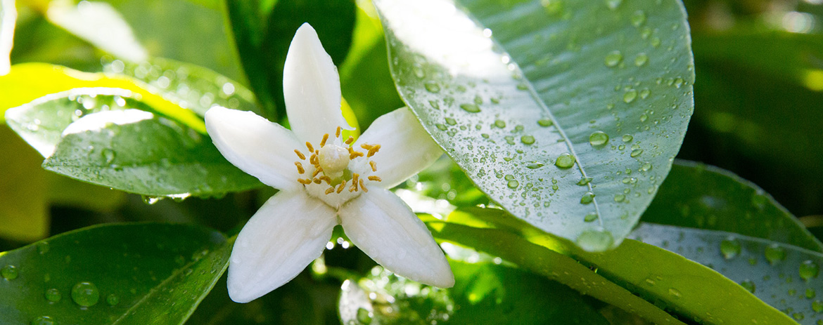 Neroli